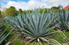 龙舌兰花适合屋里养吗，龙舌兰适合放在卧室吗，龙舌兰有没有毒？