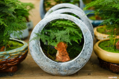 文竹的用途是什么，文竹是什么植物， 养在家里好吗？