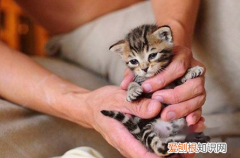 新手养猫的11个禁忌 ，一猫穷二猫富三猫四猫五猫？