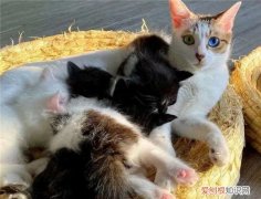 为什么说母猫第一胎最纯 ，母猫第一胎为什么不能留？