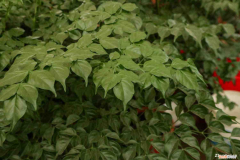 幸福树能放家里吗?，幸福树能摆在家里吗，摆放禁忌介绍？