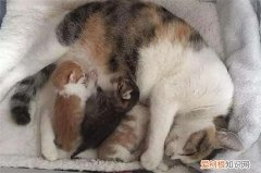 母猫绝育弊端 ，母猫绝育有多大风险？