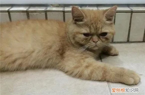 猫难产掏崽子手法 ，猫咪难产4天了,会死吗?？