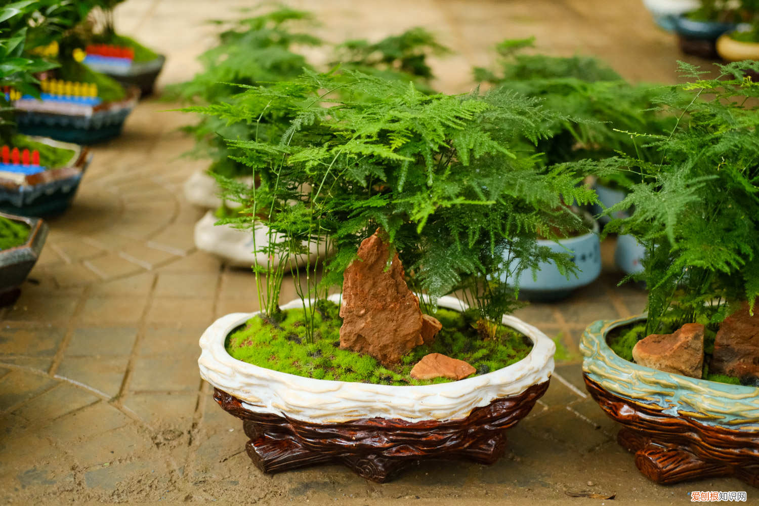 文竹的幼苗怎样才能养活，文竹小苗多少钱一棵，小苗怎么长得快？