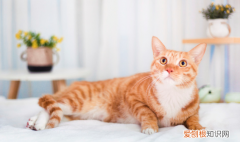 猫猫羊水球出来 ，猫羊水球出来了怎么办？