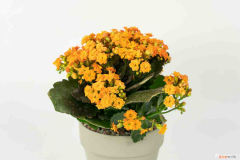 长寿花换盆需要注意什么，长寿花换盆的注意事项，换盆后什么时候能缓苗？