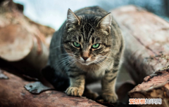 野猫被打了会怎么样图片大全 ，野猫被打了会怎么样图片视频？