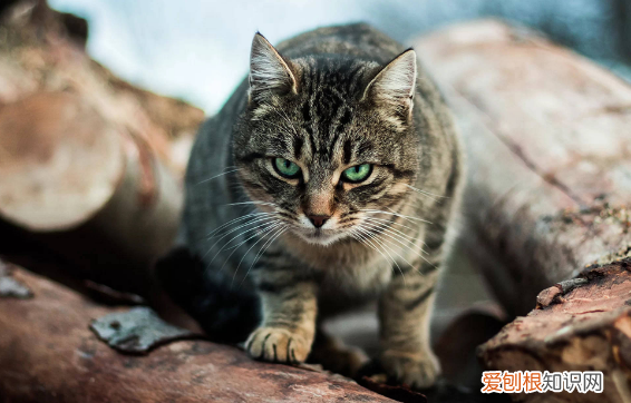 野猫被打了会怎么样图片大全 ，野猫被打了会怎么样图片视频？