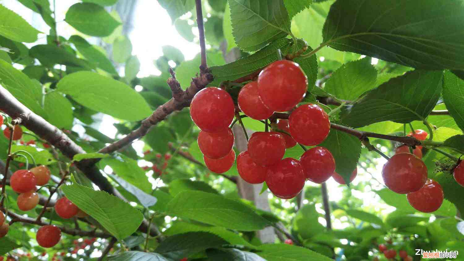 樱桃什么时候季节成熟,樱桃什么季节成熟,樱桃图片?