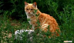 小野猫很怕人怎么办 ，野猫那么怕人要怎么亲近？