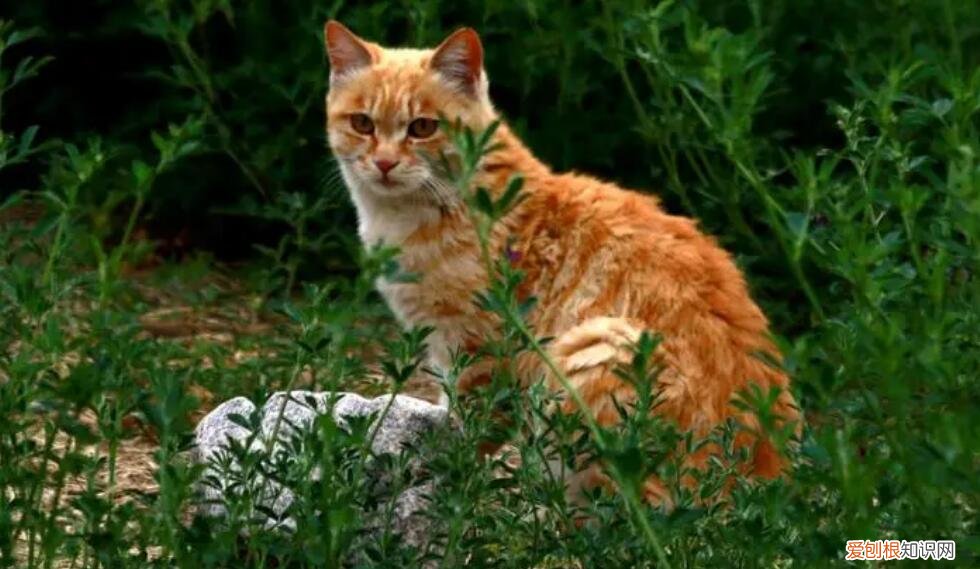 小野猫很怕人怎么办 ，野猫那么怕人要怎么亲近？