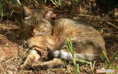 野猫为什么那么凶 ，野猫为什么会打架？