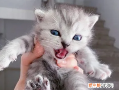 如何消除猫的警惕性 ，猫咪认主的5大征兆？