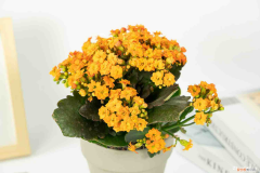 长寿花冬天适合放在室外吗，长寿花冬天的养殖方法和注意事项，冬天可以放在外面吗？