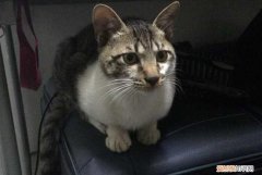 野猫进家好吗 ，家里进野猫可以报警吗？