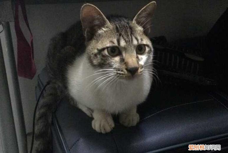 野猫进家好吗 ，家里进野猫可以报警吗？