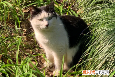 野猫不能捡进家养吗 ，为什么野猫不能进门？