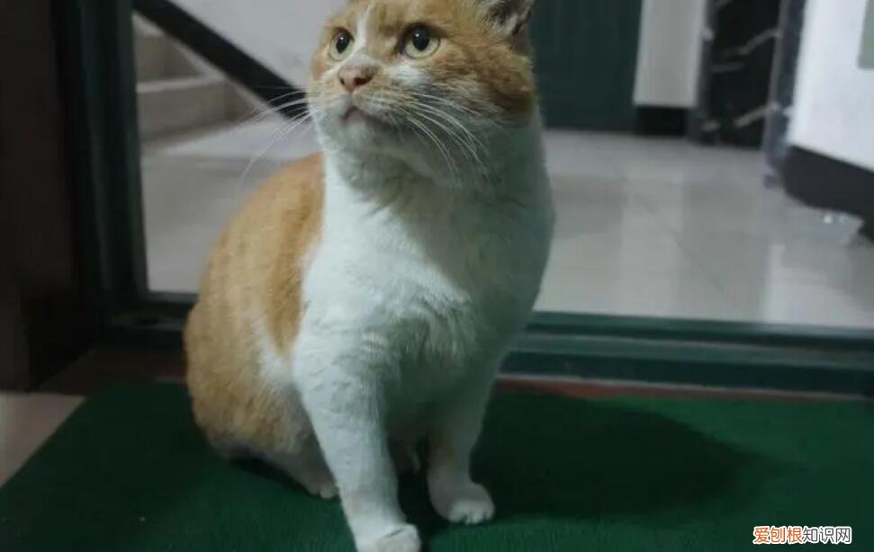 野猫在家门口尿吉不吉利 ，猫在家门口拉尿预兆？