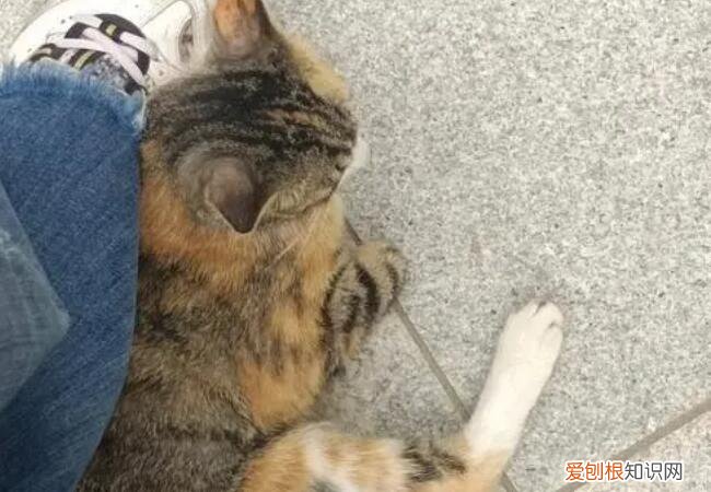 野猫主动靠近人蹭人风水 ，野猫主动靠近人蹭人风水不好怎么破解？