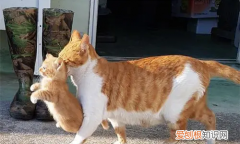 为什么说母猫第一胎最纯 ，猫生完小猫要搬几次窝？