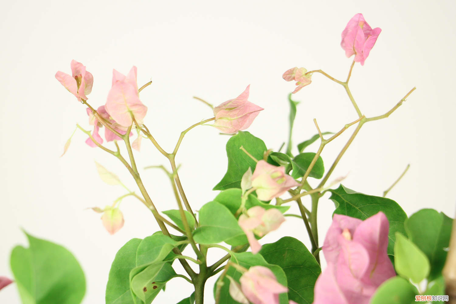 三角梅施什么肥呀，三角梅施肥施什么肥，施肥是直接埋土壤里面吗？