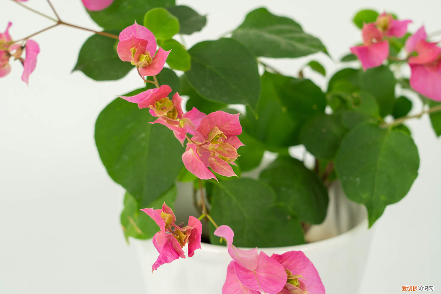 三角梅施什么肥呀，三角梅施肥施什么肥，施肥是直接埋土壤里面吗？