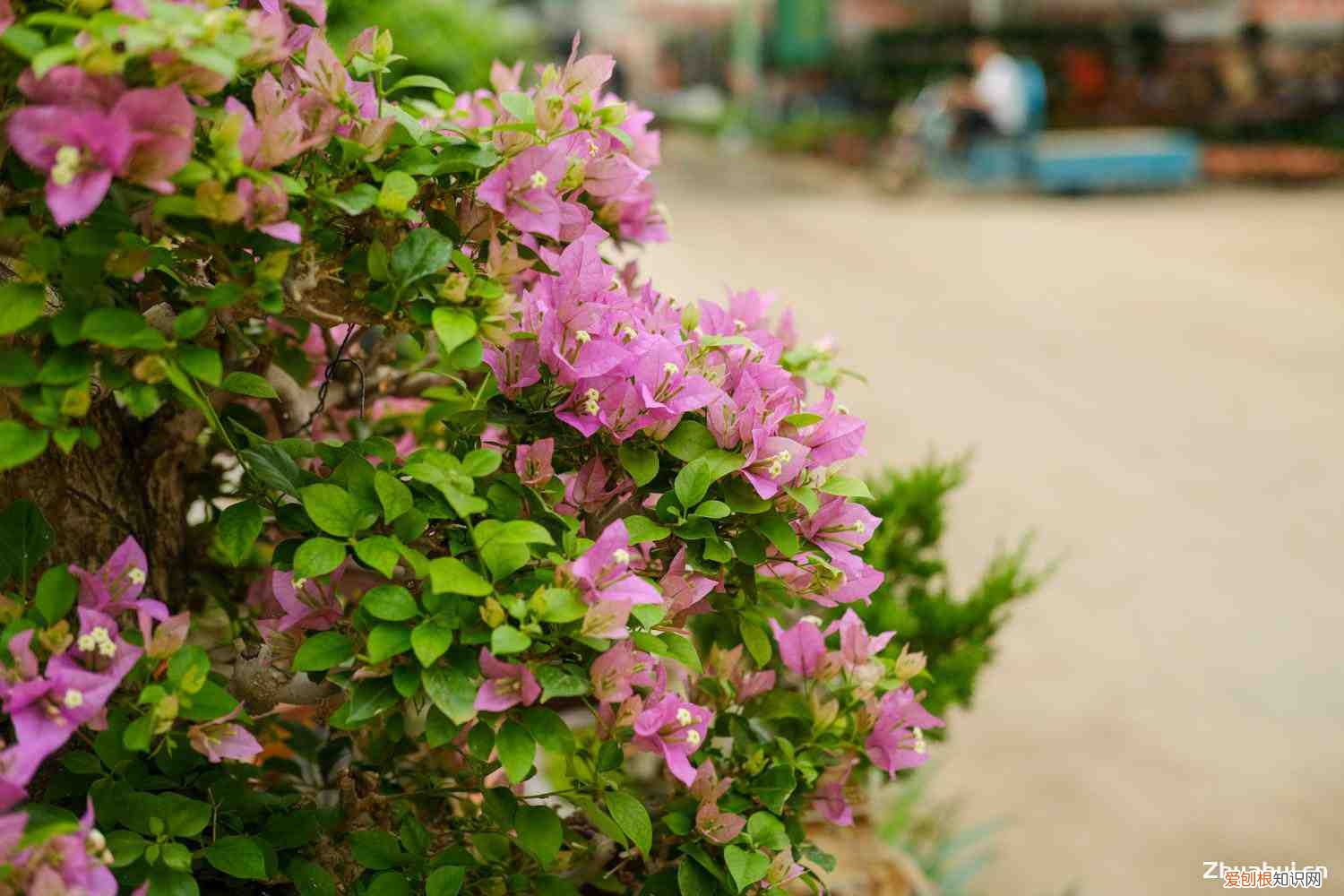 三角梅种北阳台会开花吗图片，三角梅养殖的环境要求，养在背太阳的地方会开花吗？