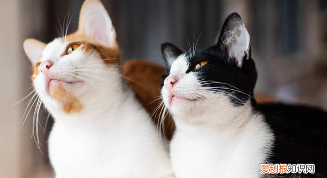 男性绝育针多少钱一支 ,猫咪绝育针多少钱一支?