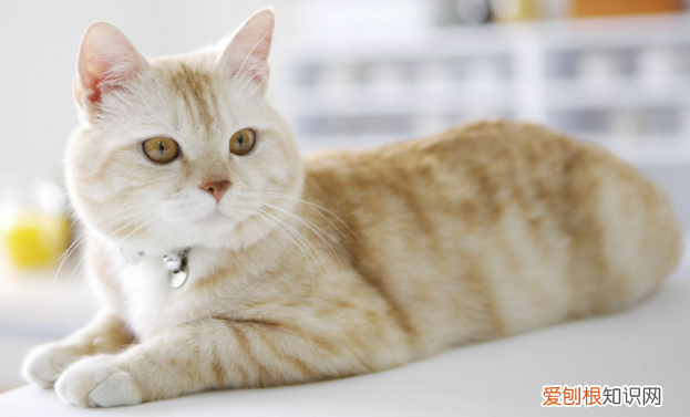 已经怀孕的猫可以绝育吗 ,怀孕母猫可以做绝育手术吗?