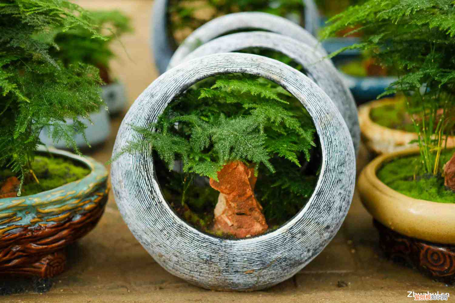 文竹是剪枝来栽的吗,文竹是竹子吗,修剪方法图解?