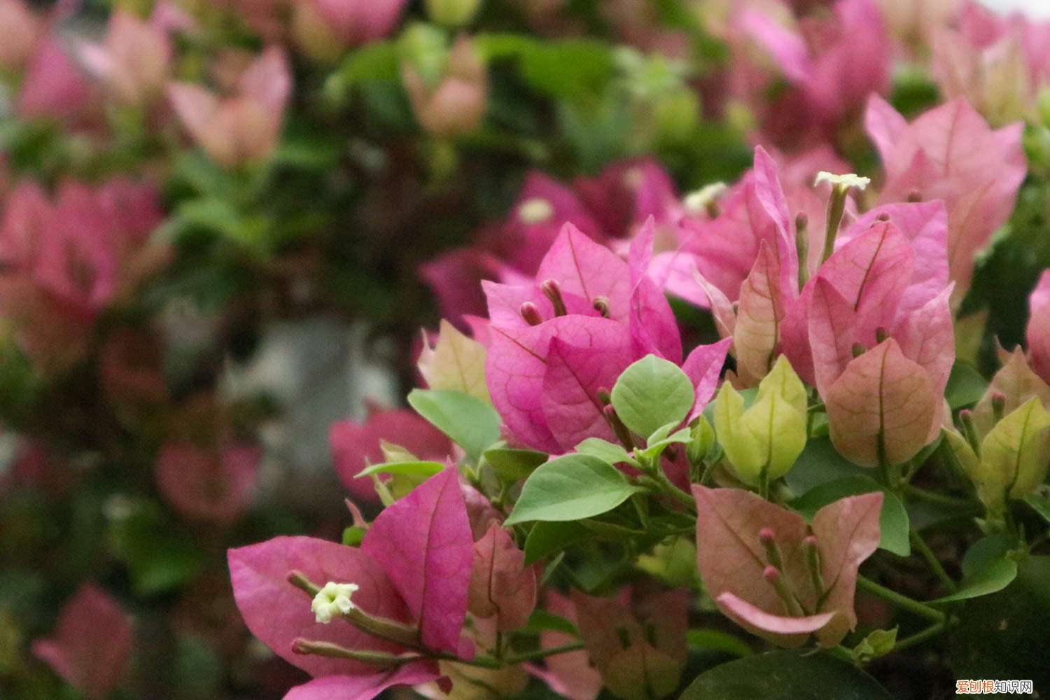 三角梅养在家里对风水有影响吗，三角梅养在家里好不好，养殖温度？