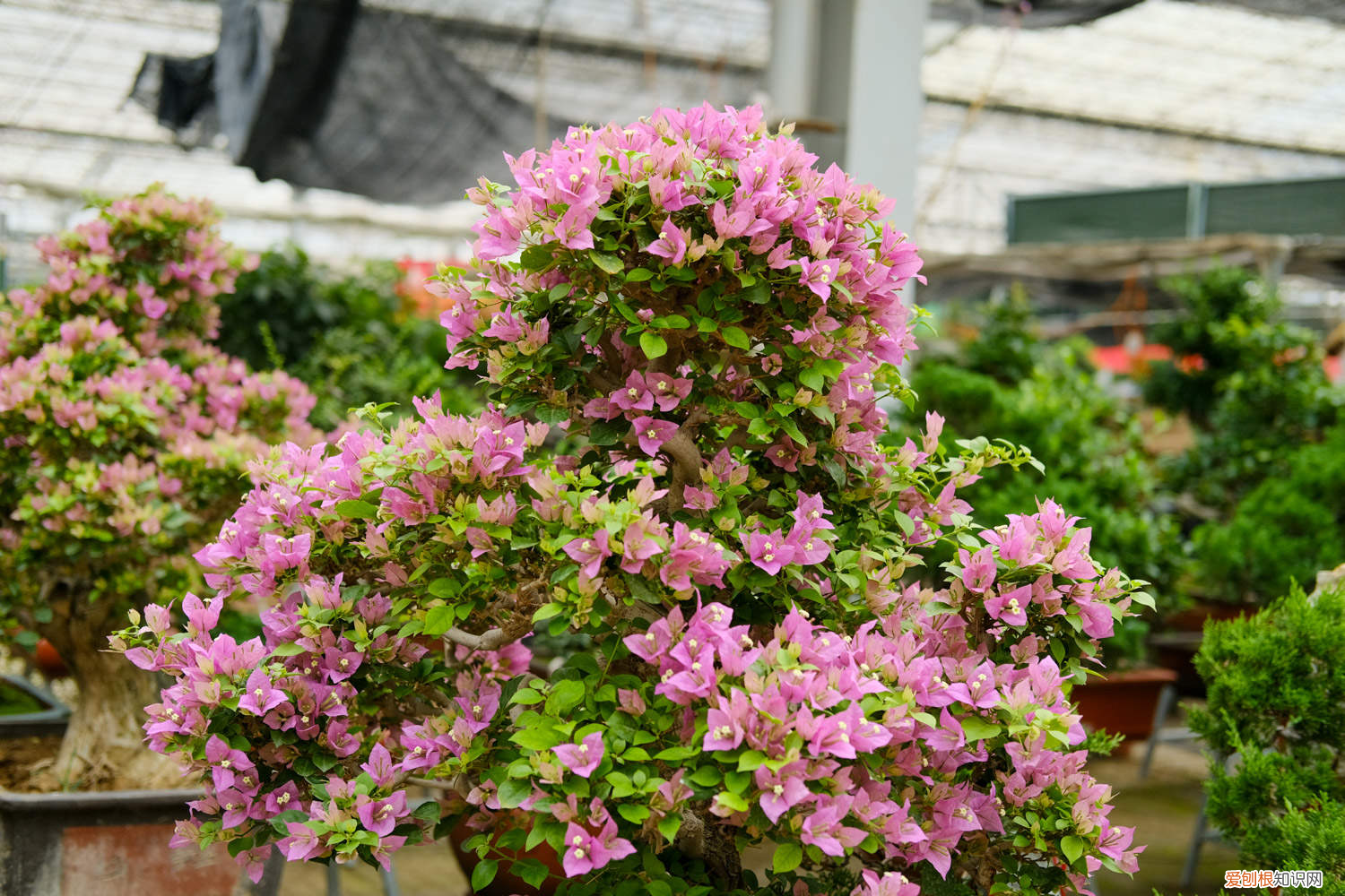 三角梅养在家里对风水有影响吗，三角梅养在家里好不好，养殖温度？