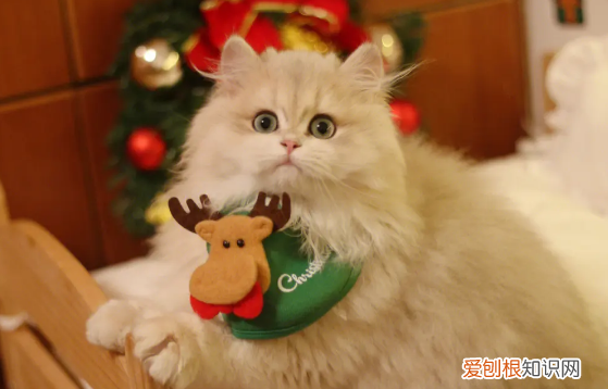 养猫的人容易得15种病怎么预防 ,养猫的人容易得癌症吗?