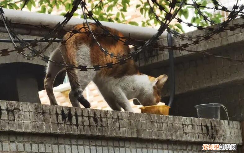 抓猫团队电话 ，最简单的方法毒死流浪猫？