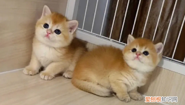 幼猫多久会自己排便一次 ,幼猫多久能自己排便?