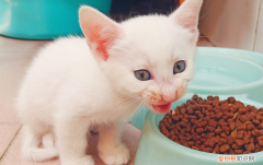 怎么确定猫认主人了? ，怎么确定猫认主人了视频教程？