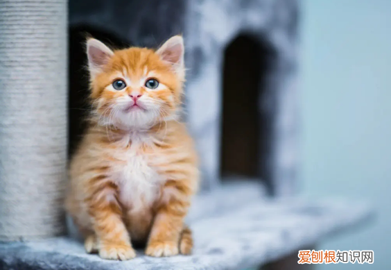 做了绝育的母猫和没做绝育的公猫 ，做了绝育的母猫突然尿床？