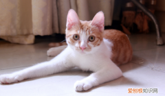 猫咪一般需要借配几天一天几次 ，为什么大部分母猫凶不让配？