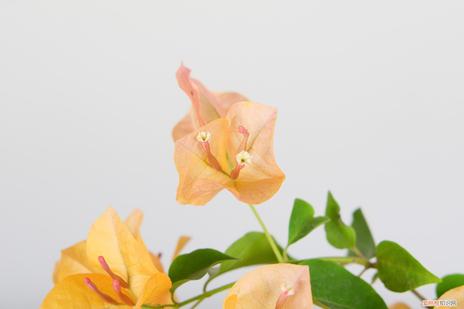 三角梅开花方法,三角梅开花时间,开花后怎样养护?