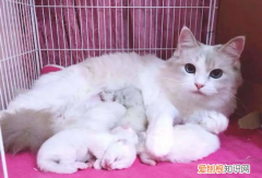 猫分娩时主人可以看吗 ，怎样确定母猫怀孕了？
