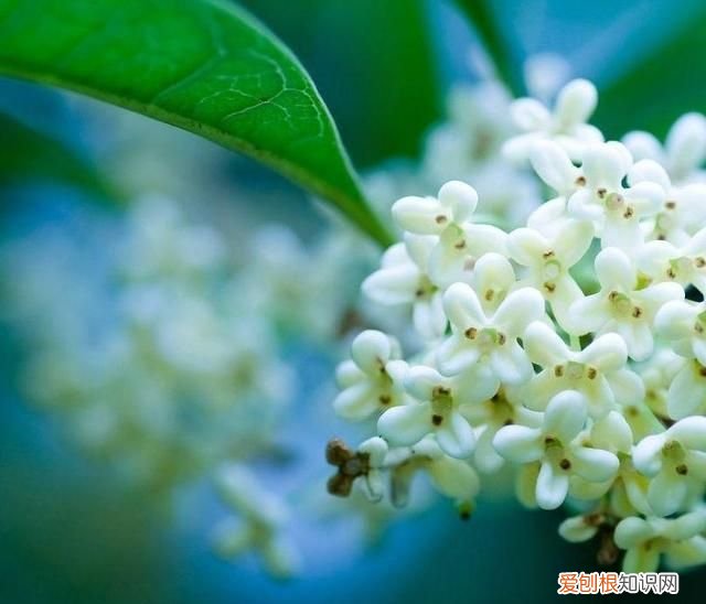 桂花树扦插成活多长时间会开花呢图片 ，桂花树扦插成活多长时间会开花呢视频？