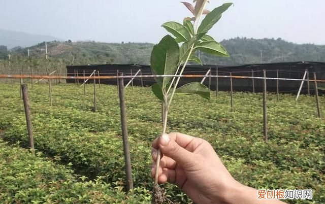 桂花树扦插成活多长时间会开花呢图片 ，桂花树扦插成活多长时间会开花呢视频？