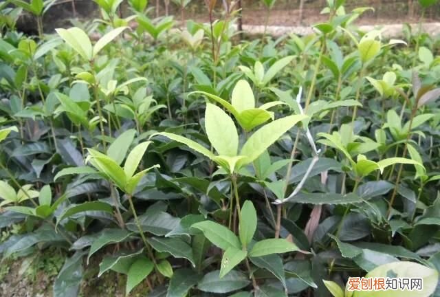 桂花树扦插成活多长时间会开花呢图片 ，桂花树扦插成活多长时间会开花呢视频？