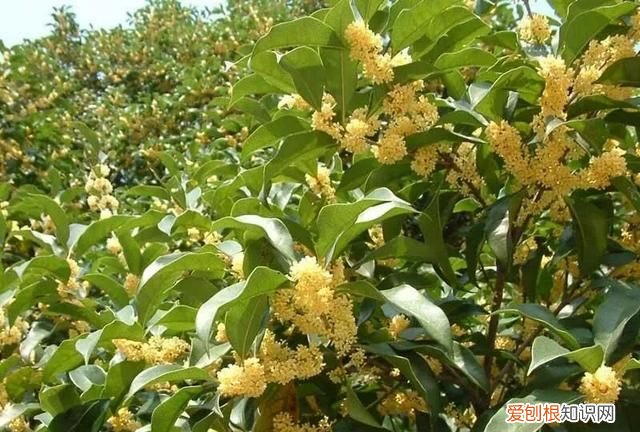 桂花树扦插成活多长时间会开花呢图片 ，桂花树扦插成活多长时间会开花呢视频？