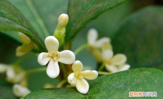 桂花树扦插成活多长时间会开花呢图片 ，桂花树扦插成活多长时间会开花呢视频？