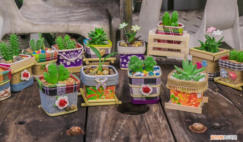 玉蜀黍又名，玉蜀黍是什么，玉蜀黍图片？