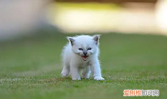 主人走了猫一直叫 ，主人一走猫就叫怎么办？