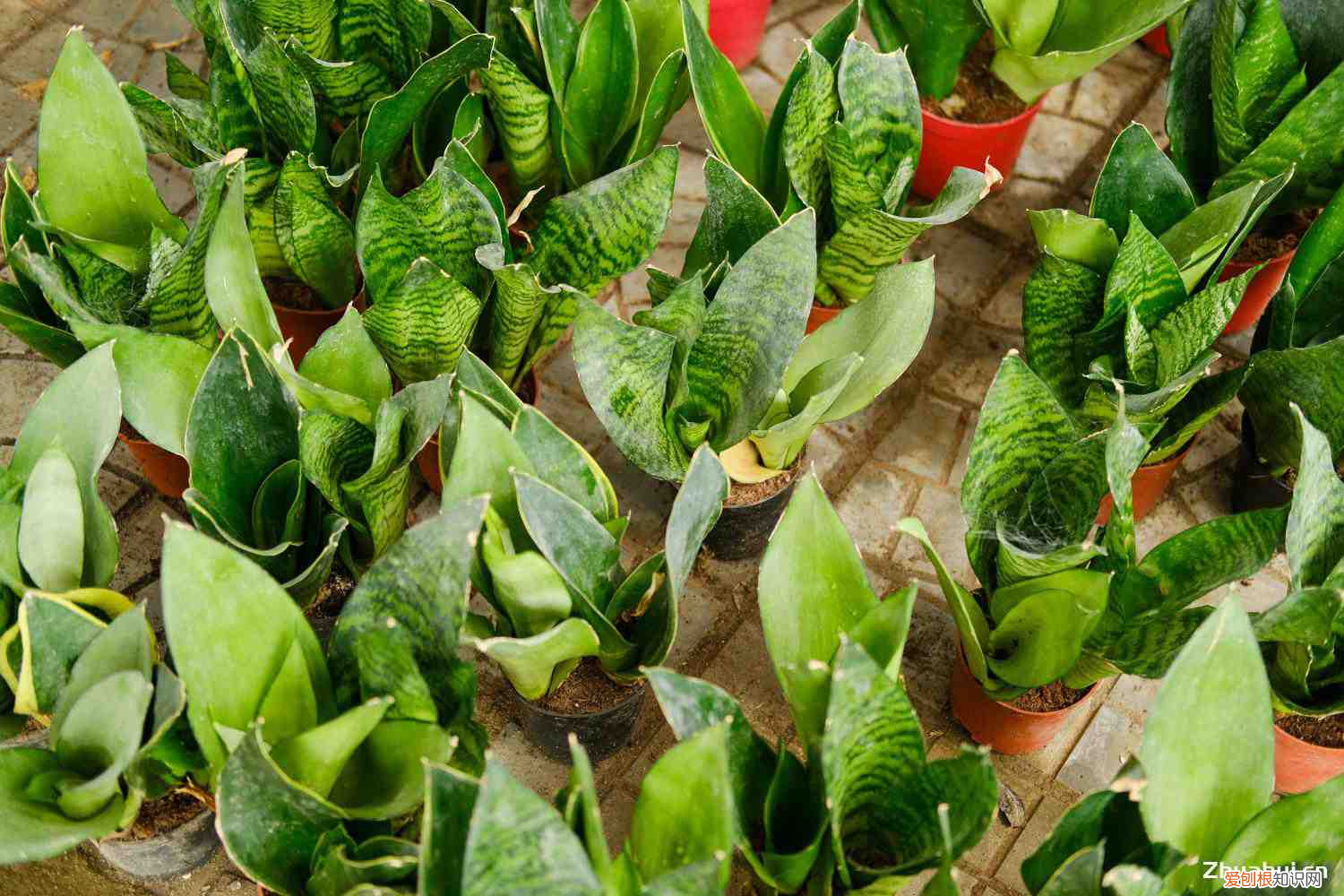 虎皮兰室内能养吗?,虎皮兰养在室内合适吗,在室内养需注意什么?