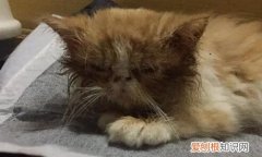 猫瘟治愈的几率大吗 猫咪 ，猫瘟治愈的几率大吗白蛋白只有0.01？