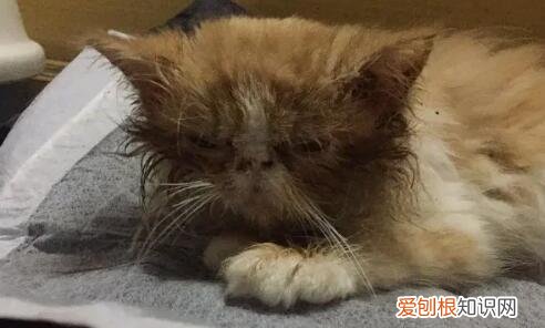 猫瘟治愈的几率大吗 猫咪 ,猫瘟治愈的几率大吗白蛋白只有0.01?